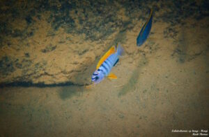 Labidochromis sp. 'hongi'